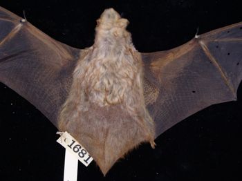 Media type: image;   Mammalogy 1681
